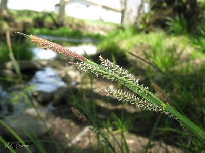 Carex reuteriana, photographed by José Luis Camaño