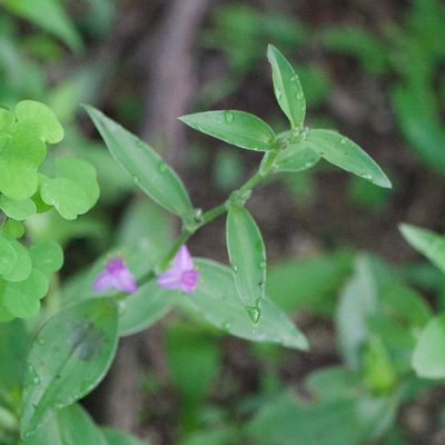 Tradescantia peninsularis, photographed by Bill Levine