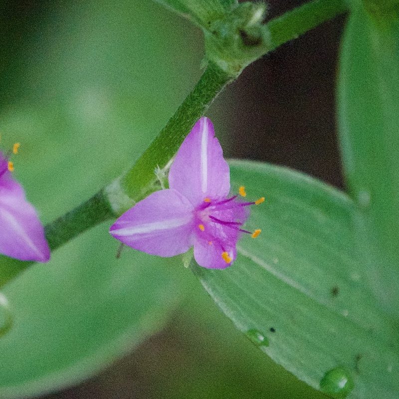 Tradescantia peninsularis, photographed by Bill Levine