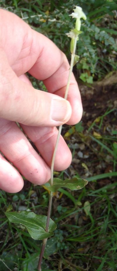 Disperis disiformis, photographed by Nicola van Berkel