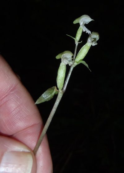 Disperis disiformis, photographed by Nicola van Berkel