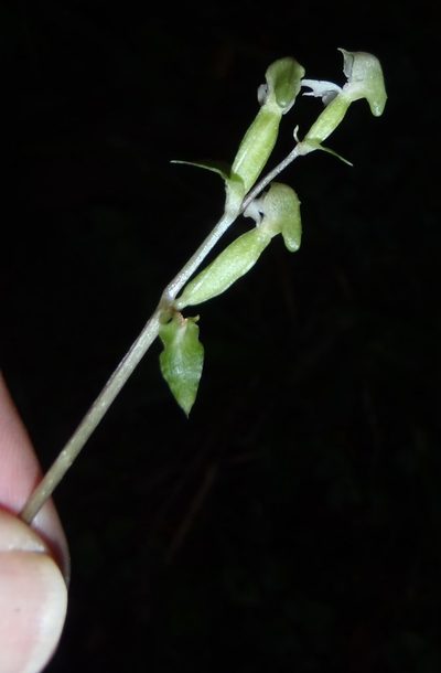 Disperis disiformis, photographed by Nicola van Berkel
