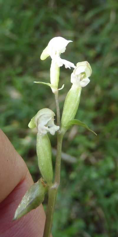 Disperis disiformis, photographed by Nicola van Berkel