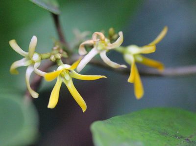 Toxocarpus wightianus, photographed by Agnes Trekker