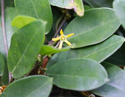 Toxocarpus wightianus, photographed by Agnes Trekker