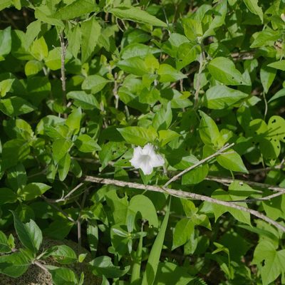 Ruellia leucantha, photographed by Bill Levine