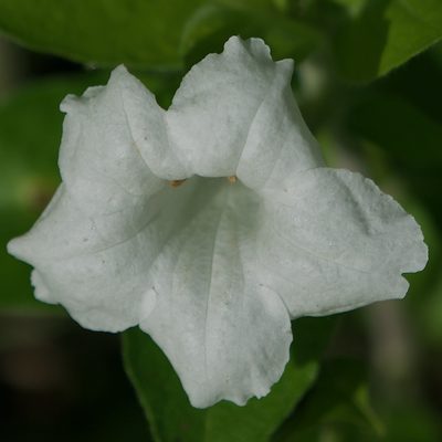 Ruellia leucantha, photographed by Bill Levine