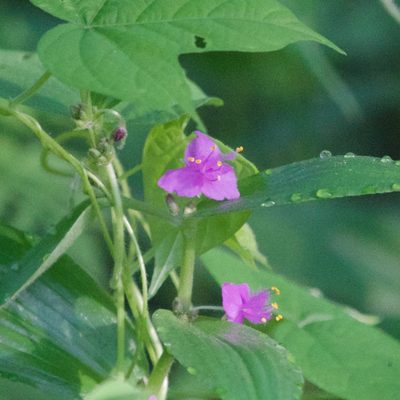 Tradescantia peninsularis, photographed by Bill Levine