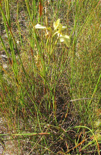 Moraea cooperi, photographed by douglaseustonbrown