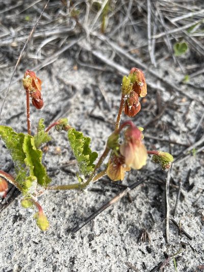 Hermannia scabricaulis, photographed by Sean Privett