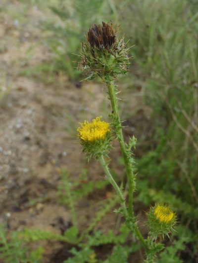 Berkheya carduoides, photographed by Nicola van Berkel
