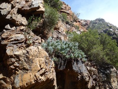 Kleinia ficoides, photographed by Nicola van Berkel
