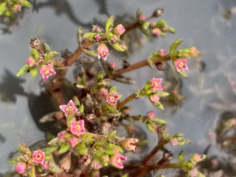 Crassula vaillantii, photographed by kevin koen