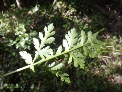 Lichtensteinia interrupta, photographed by Nicola van Berkel