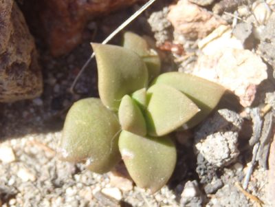 Anacampseros telephiastrum, photographed by Nicola van Berkel