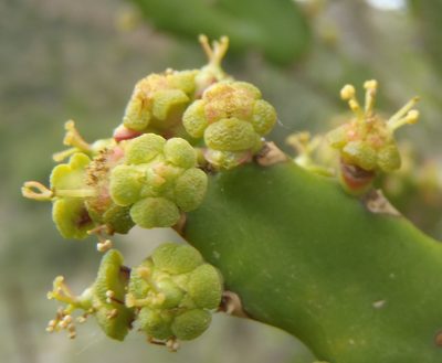 Euphorbia grandidens, photographed by Nicola van Berkel