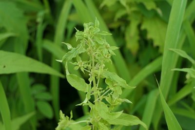 Sesamum indicum, photographed by Dinesh Valke