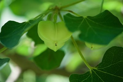 Jatropha cinerea, photographed by Bill Levine
