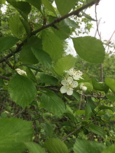 Crataegus suborbiculata, photographed by Étienne Lacroix-Carignan