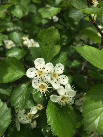 Crataegus suborbiculata, photographed by Étienne Lacroix-Carignan