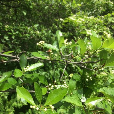 Crataegus crus-galli, photographed by Étienne Lacroix-Carignan