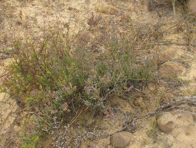 Ruschia caroli, photographed by douglaseustonbrown