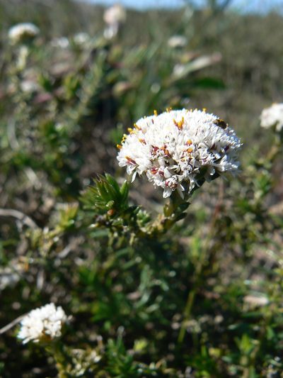 Metalasia capitata, photographed by Jacques van der Merwe