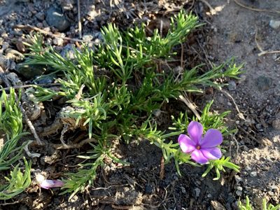Phlox diffusa, photographed by Joseph Rojas