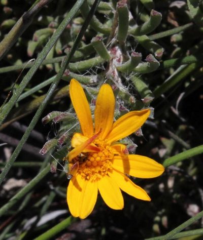Osteospermum subulatum, photographed by Tony Rebelo