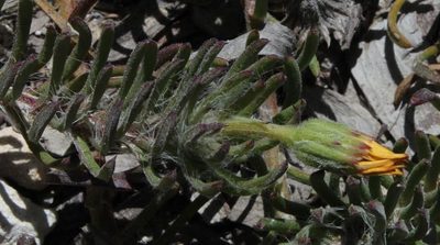 Osteospermum subulatum, photographed by Tony Rebelo