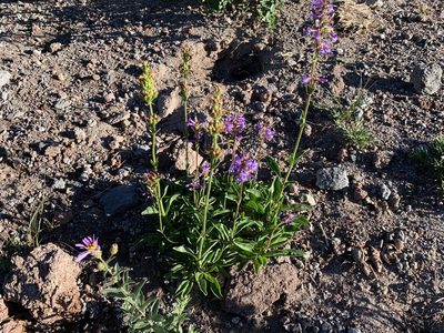 Penstemon procerus, photographed by Joseph Rojas
