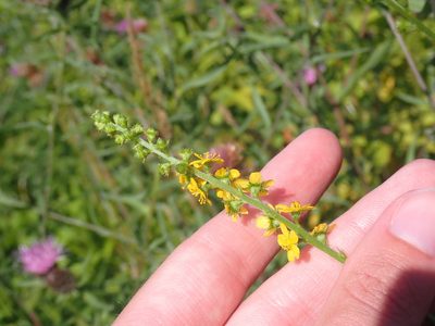 Agrimonia striata, photographed by Renee MacQuarrie