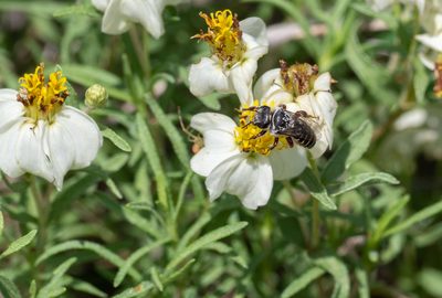 Zinnia acerosa, photographed by Forest Botial-Jarvis