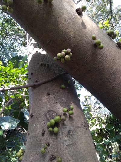 Ficus polita, photographed by Rosemary Harrison