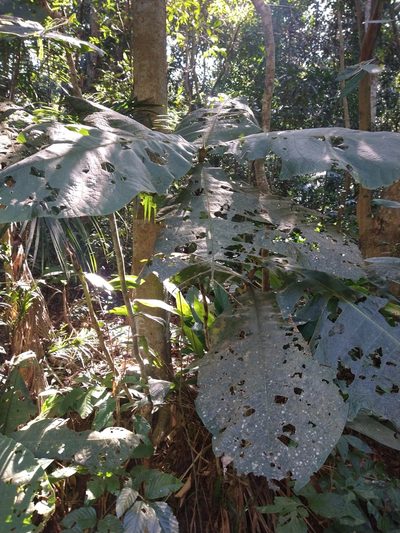 Bathysa australis, photographed by Bruno Henrique Aranda