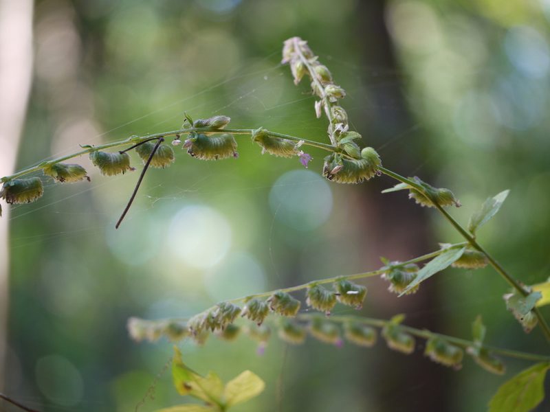 Pogostemon paniculatus, photographed by Dinesh Valke
