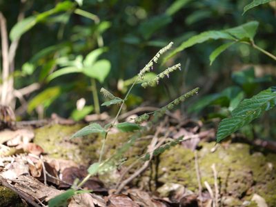 Pogostemon paniculatus, photographed by Dinesh Valke