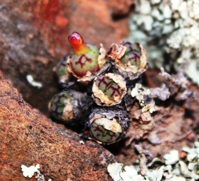 Conophytum ficiforme, photographed by Tony Rebelo