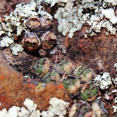 Conophytum ficiforme, photographed by Tony Rebelo