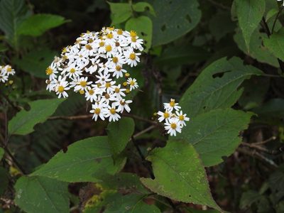 Alloispermum integrifolium, photographed by Neptalí Ramírez Marcial