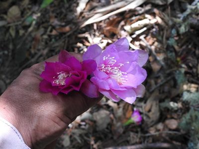 Disocactus macdougallii, photographed by Neptalí Ramírez Marcial