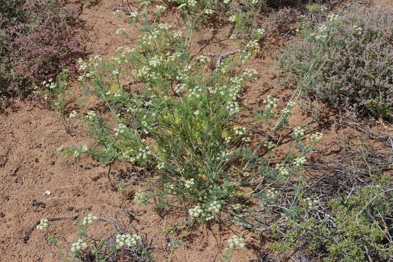 Capnophyllum leiocarpon, photographed by Tony Rebelo