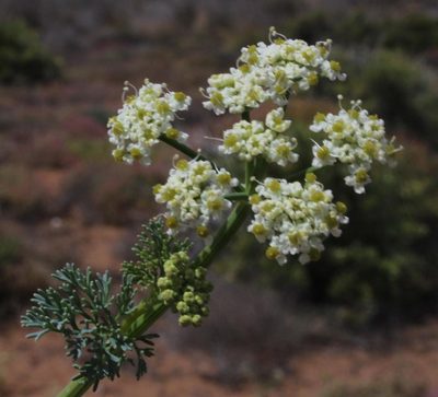 Capnophyllum leiocarpon, photographed by Tony Rebelo
