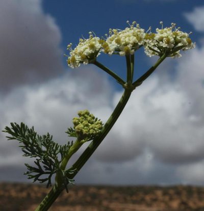 Capnophyllum leiocarpon, photographed by Tony Rebelo