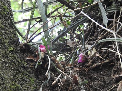 Disocactus macdougallii, photographed by Neptalí Ramírez Marcial