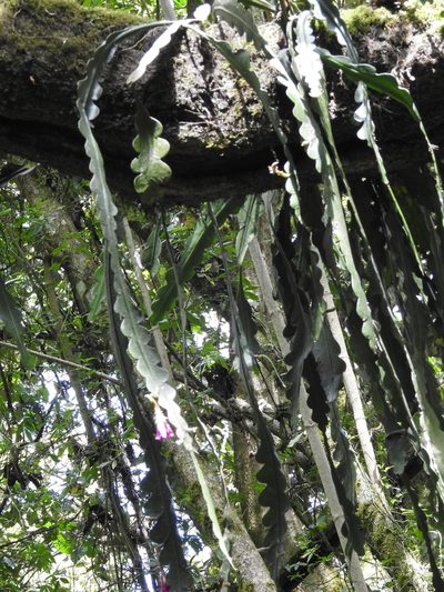 Disocactus macdougallii, photographed by Neptalí Ramírez Marcial
