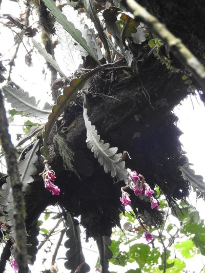 Disocactus macdougallii, photographed by Neptalí Ramírez Marcial