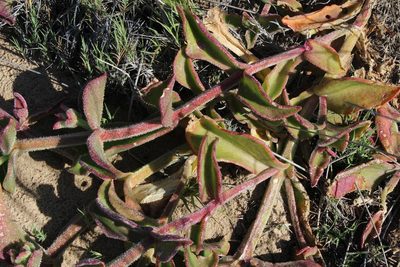 Mesembryanthemum pellitum, photographed by Tony Rebelo