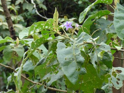 Solanum sycophanta, photographed by Daniel van der Post