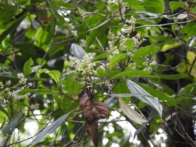 Miconia glaberrima, photographed by Neptalí Ramírez Marcial